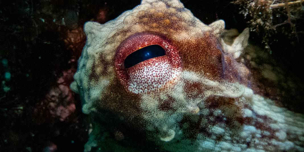 Ahtapot, iskorpit, deniz çıyanı! Bu fotoğrafları gören büyüleniyor 4